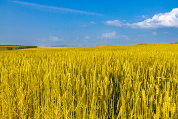 Summer landscape with a field with golden wheat against a bright blue sky
