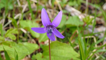 Delicate Erythronium japonicum, Katakuri flower in full bloom, showcasing its vibrant purple petals and intricate details
