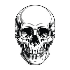 Detailed hand drawn human skull illustration front view