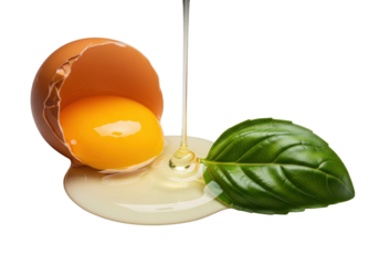 Freshly cracked chicken egg with golden yolk and clear viscous white spilling onto a dark green basil leaf, isolated on a seamless transparent background. Concept of natural beauty