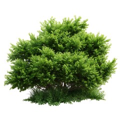 Fototapeta premium A lush green evergreen shrub with dense foliage isolated on white background