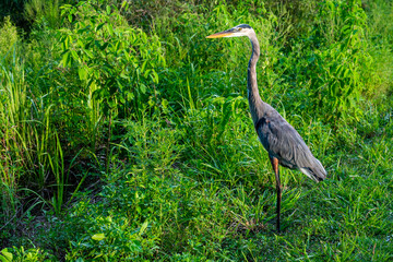 A Great Blue Heron standing alert in a bright green Florida wetland, surrounded by lush vegetation and summer sunlight.