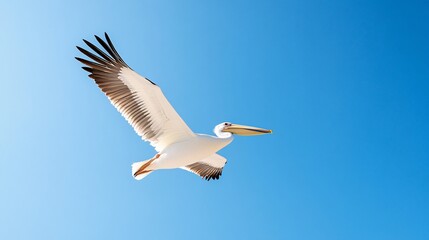 Obraz premium White Pelican in Flight Against Clear Blue Sky Highlighting Wingspan