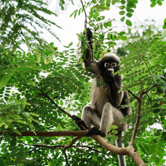 Trachypithecus obscurus monkey or lemurs, langur, ape, endangered animals sitting on tree branch. It is hungry and eats leaves as food in forest. Kaeng Krachan National Park, Phetchaburi, Thailand.