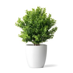 A lush green potted plant in a simple white ceramic pot isolated on white background