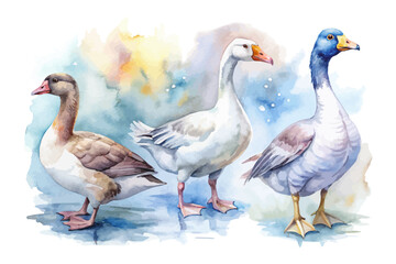 set of watercolor goose vector illustration isolated on white background