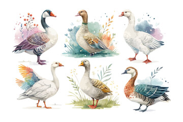 set of watercolor goose vector illustration isolated on white background