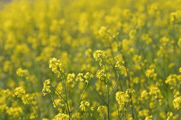 一面に広がる菜の花畑