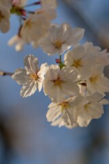 春の青空に映える桜