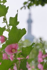 晴れた日に咲く