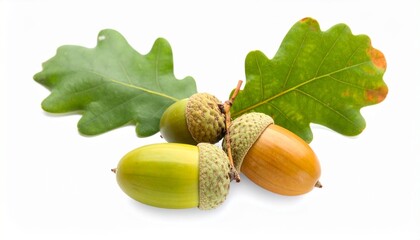 acorns and oak leaves