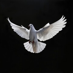 Obraz premium Elegant White Bird Spreading Wings in a Dramatic Black Background
