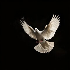 Majestic White Dove Spreading Wings in Dramatic Studio Lighting