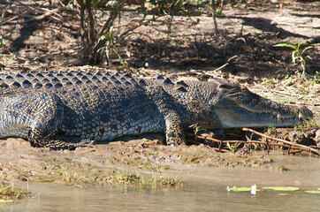 large crocodile Yellow Waters