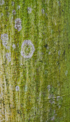 Beautiful close-up of the bark of carapa hygrophila