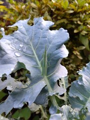 葉の上にいるバッタ