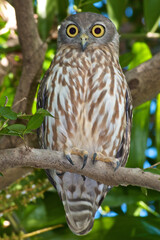 Barking Owl