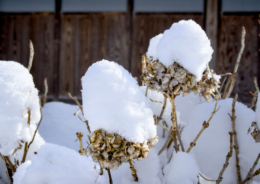 枯れた植物の上に雪が積もっている風景が綺麗