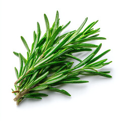 Fototapeta premium bunch of rosemary