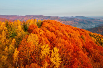 A stunning bird's eye view of the hills with red beech forest. Carpathian mountains, Ukraine, Europe.