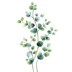Obraz premium Eucalyptus Herbal Watercolor Leaves Frame