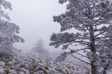 Frost covered black pine trees and fog in a wild mountain area in Eastern Europe