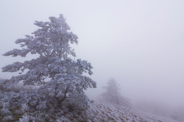 Frost covered black pine trees and fog in a wild mountain area in Eastern Europe