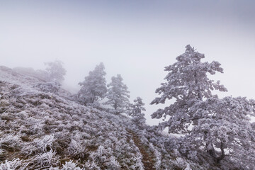 Frost covered black pine trees and fog in a wild mountain area in Eastern Europe