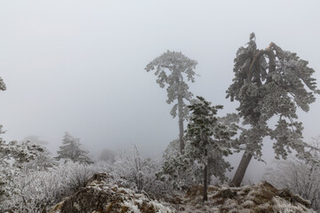 Frost covered black pine trees and fog in a wild mountain area in Eastern Europe