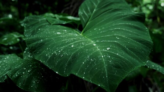 Close-up of an Alocasia odora leaf (Giant Elephant Ear) with fresh rain drops in a lush rainforest on a rainy day. Perfect for nature, wellness and eco-friendly.Chembila