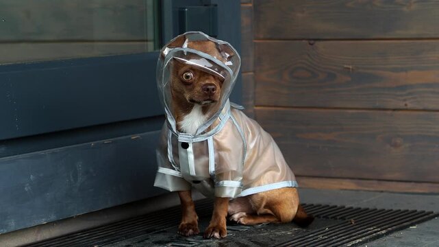 A dog dressed in a transparent raincoat is sitting on a mat by a door, displaying a playful expression and unique outfit, capturing the charm of pets enjoying rainy weather in a cozy setting