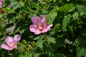 ピンク色のフヨウ