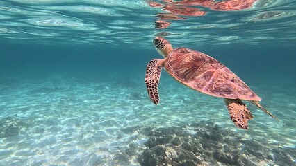 優雅に泳ぐウミガメ