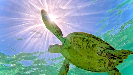 海中を泳ぐウミガメ