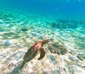 優雅に泳ぐウミガメ