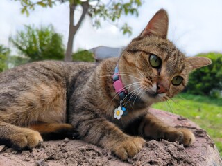 Brown tabby cat in the garden cute lovely curious naughty kitty kitten happy funny fun animal pet furry looking natural outside outdoor from original photo picture
