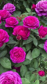 Lush blooming bush of Heidi Klum floribunda roses with many bright pink-purple flowers in the garden. Ornamental beauty and abundant flowering.