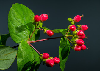 Vibrant Red Hypericum Berries with Water Droplets on Dark Background