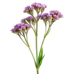 Fototapeta premium lilac flowers isolated on white background