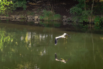 Ein Graureiher schwebt majestätisch knapp über der Wasseroberfläche – sein Spiegelbild fast so scharf wie die Realität. Diese Szene am ruhigen Gewässer wirkt wie ein Moment völliger Stille und Eleganz
