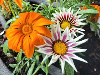 flowers in the garden 