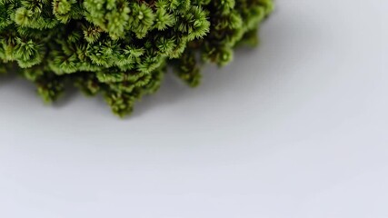 Velvety moss cushions sit atop snow white pedestal micro drops moisture sparkling like jewels contrast saturated green against pure negative space supplies fresh eco centric visual impact razor sharp