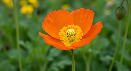 Obraz premium Vibrant Orange Poppy Flower in Bloom: Nature's Beauty