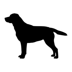 Vector  silhouette of a labrador retriever dog standing in profile view on transparent background