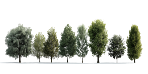 Transparent a photorealistic forest