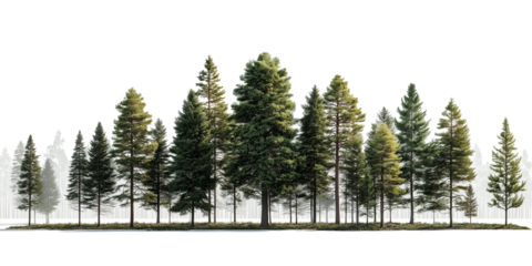 Transparent a photorealistic forest