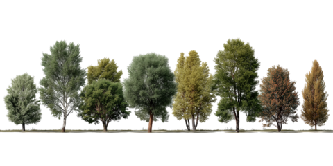 Transparent a photorealistic forest