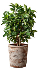 Only One tall plants planted in pots