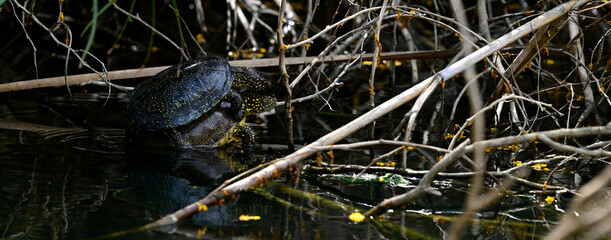 Paarung der Europäischen Sumpfschildkröte // mating European pond terrapins (Emys orbicularis hellenica) - Kaiafa-See, Peloponnes, Griechenland