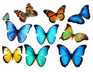 butterfly on the white 